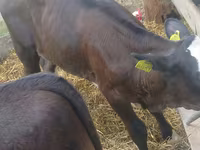 Bull, Cattle — photo 5
