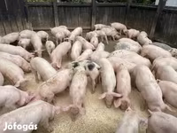 หมูป่าตัวผู้, หมู — รูปภาพ 3