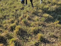 Tyre, Holstein-race — foto 5