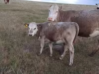 گاو ماده, Simmental cattle — عکس 2