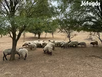 Kambing jantan, Goats — foto 6