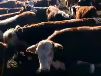 Ng'ombe (kikundi, jinsia haijatajwa), Ng'ombe wa Kazakh mwenye kichwa cheupe — picha 4