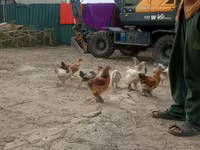 Chickens — foto 2