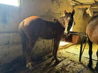 Ձի, Horse breed — լուսանկար 4