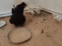 Chickens — zdjęcie 4