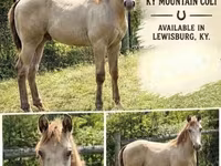 Hengst, Kentucky mountain daddle horse — Foto 1
