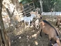 山羊（批次，未指定性别）, Goats — 照片 3