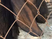 بز نر, Nubian Goat — عکس 1