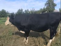 Stier, Russian Black pied cattle — foto 1