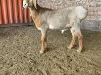Montone, Arashan sheep — foto 2