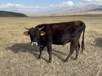 Toro, Ganado vacuno — foto 5