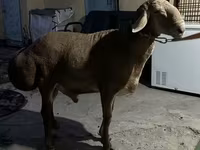Bélier, Arashan sheep — photo 2