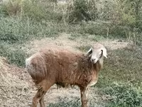 Oaie, Arashan sheep — foto 4