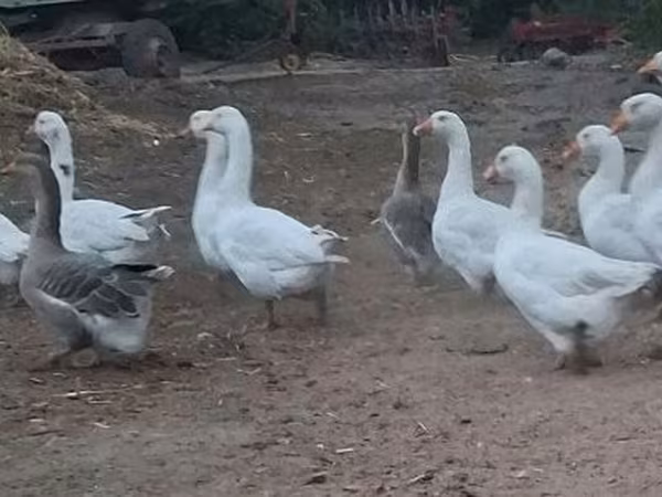 Geese