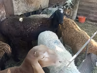 Får, Rhon sheep — foto 6