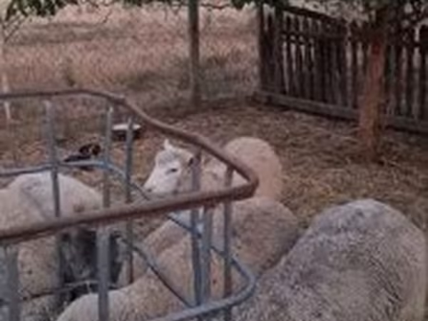 قوچ, Cerry Hill sheep