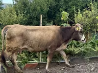 Vacă, Bovine — foto 3