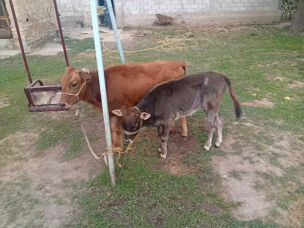 گاو ماده, Swiss cattle