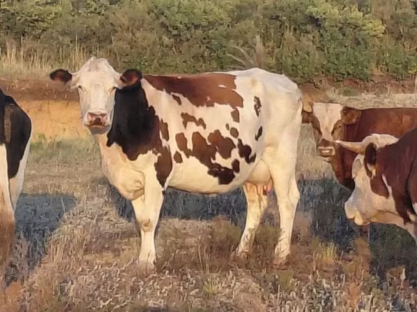 Vaca, Simmental cattle
