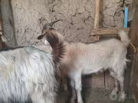 Koza, Kozy — zdjęcie 4