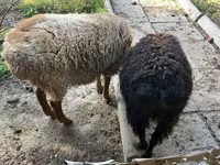 Kambing jantan, Hissar sheep — foto 3