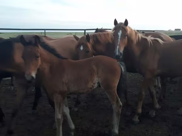 Klisna, Horse breed