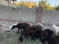 母羊, Sheep — 照片 1