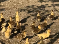 Ducks — 사진 1