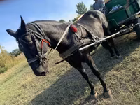 اسب نر, Nonius horse — عکس 5