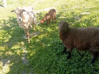 Kambing jantan, Sheep — foto 1
