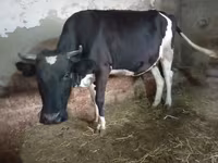 Կով, Russian Black pied cattle — լուսանկար 4