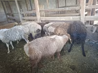 Ido, Sheep — sawirka 4