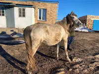 Kuda betina, Kazakh horse — foto 1