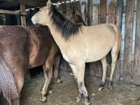Pastuv, Horse breed — fotografija 1