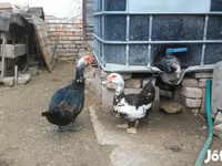 Ducks — عکس 7
