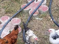Chickens — ảnh 2