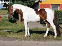 公马, Horses — 照片 4