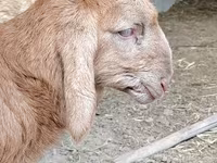 ভেড়ার পাঁঠা, Arashan sheep — ছবি 6