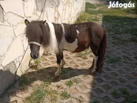 اسب نر, Falabella — عکس 3