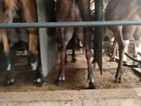 Capră, Nubian Goat — foto 1