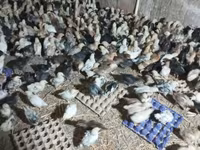 Chickens — Foto 4