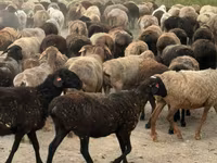 แกะตัวเมีย, Hissar sheep — รูปภาพ 1