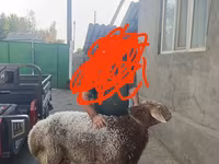 Ovan, Tian-Shan semifinewool sheep — fotografija 1