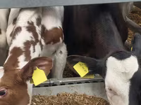 Byk, Simmental cattle — zdjęcie 5