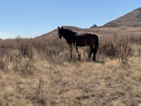 Kůň, Kazakh horse — foto 4