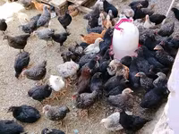 Chickens — عکس 2