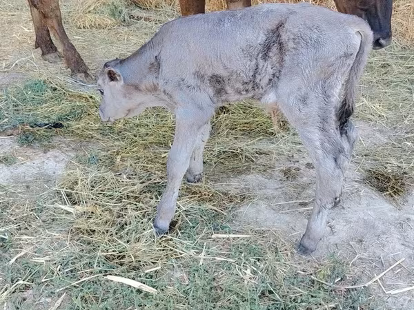 Cow, Swiss cattle — Kyrgyzstan
