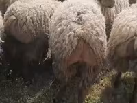 گوسفند (گروه، جنسیت مشخص نشده), گوسفند — عکس 3