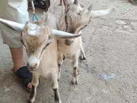 بز (گروه، جنسیت مشخص نشده), Alpine goat — عکس 2