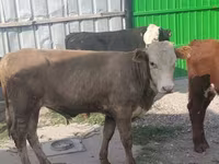 Toro, Bovini — foto 1